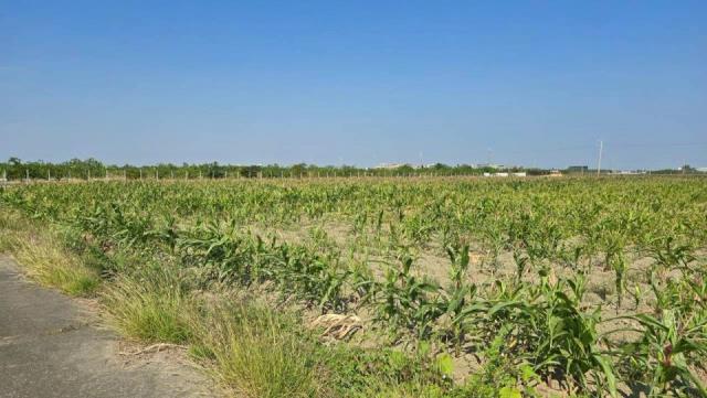 台南麻豆農地-0